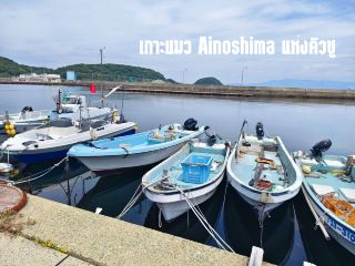 Ainoshima Island, a paradise for cat lovers.