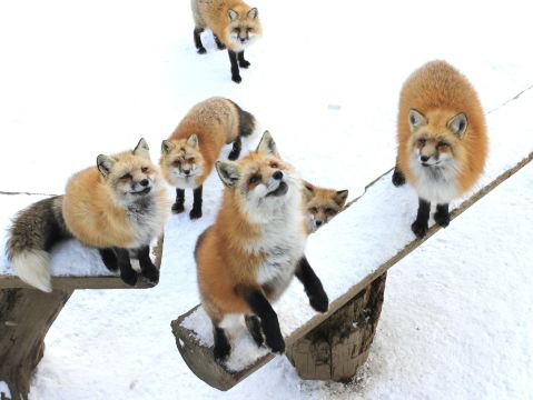 Zao Fox Village in Sendai | Trip.com Shiroishi