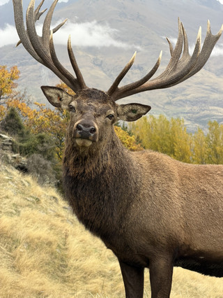 MUST STOP IN QUEENSTOWN! DEER PARK HEIGHTS.