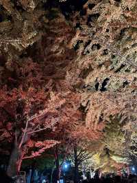 北海道大學：「北大金葉季」被銀杏樹包圍的療癒散策日記📓