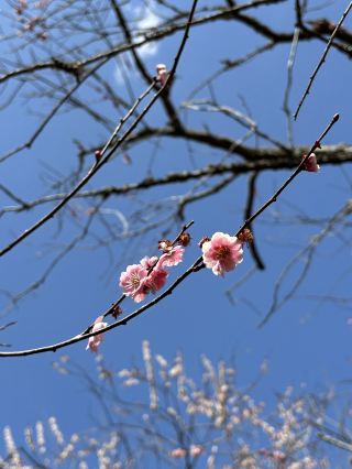 関東地方の桜の名所！筑波山の梅畑への半日旅行では、爽やかな酸味のある「梅うどん」をぜひ味わってみてください。
