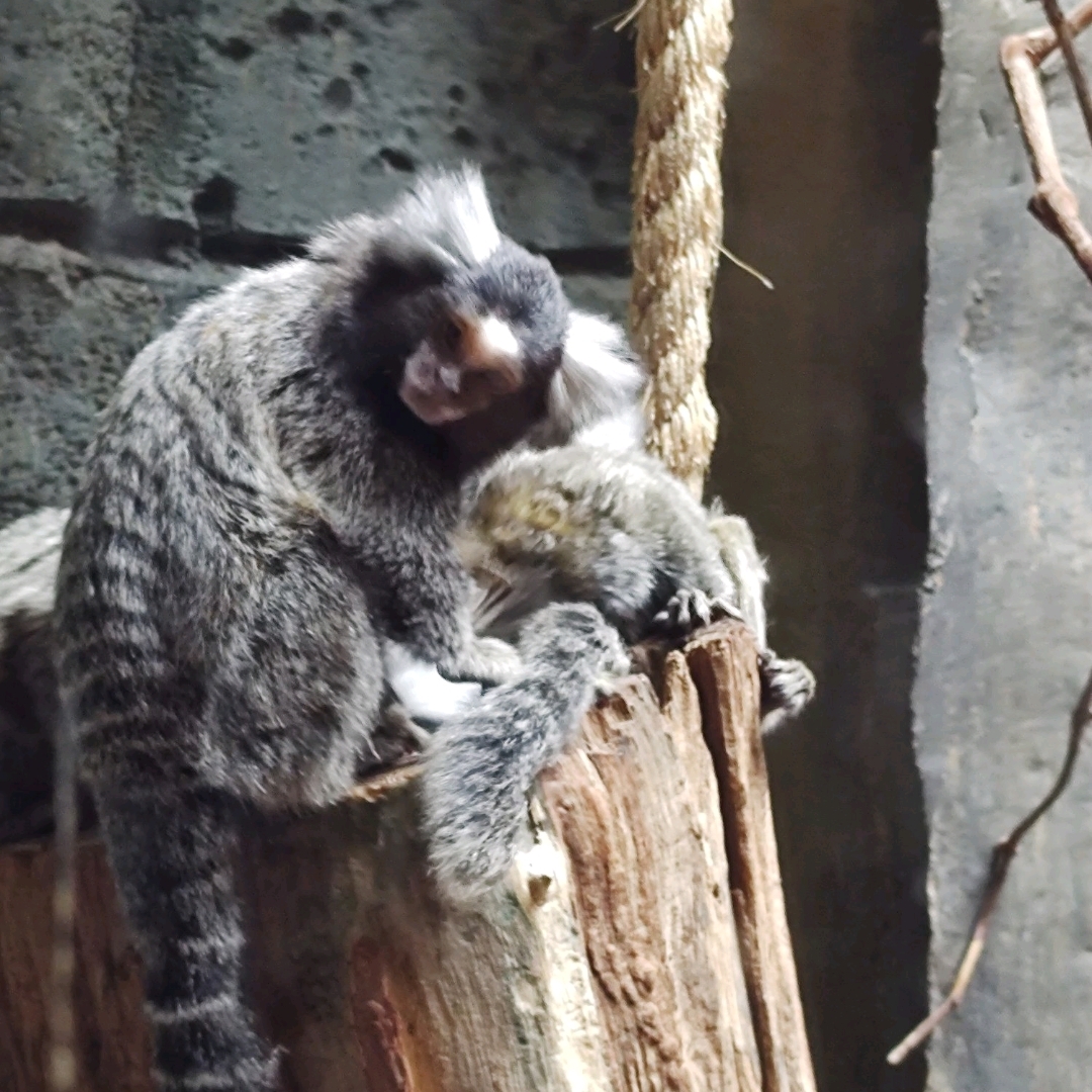 สนุกสนานกับกิจกรรม Rainforest Adventure...