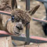 Alpaca world in July!