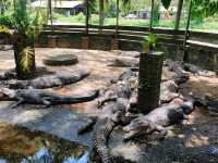 美里鱷魚園迷你野生動園