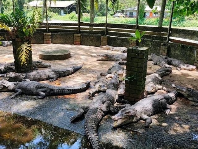 美里鱷魚園迷你野生動園