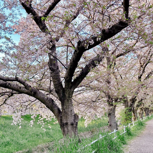 奈良賞櫻秘景——佐保川