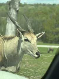 亞特蘭大附近野生動物園