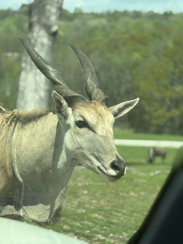 亞特蘭大附近野生動物園