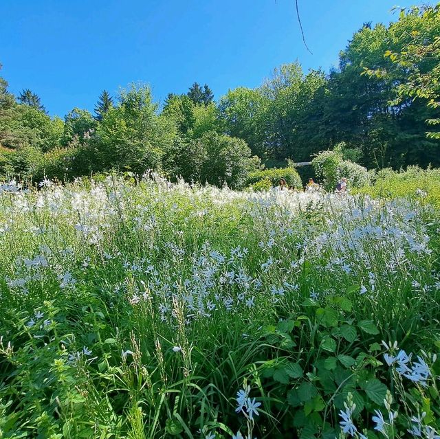 德國--巴伐利亞--Kurpark Bad Wörishofen香草玫瑰公園