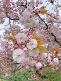 🇬🇧 영국 할링턴 : 동네 곳곳에 봄꽃이 피었어요 🌸