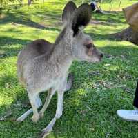 Lone Pine Koala Sanctuary 🐼