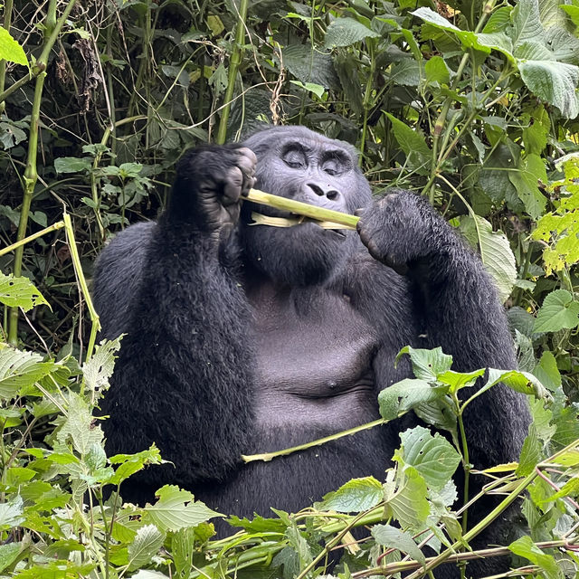 Gorillas in the Wild - A unique Experience.