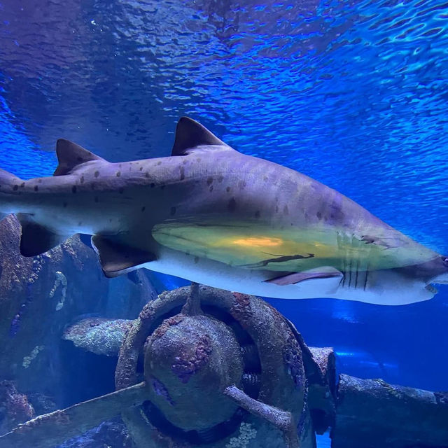 Antalya Aquarium 🗺️