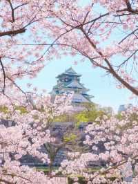 Osaka Castle park full of   cherry blossom 🌸