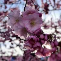 🌸 Japan's Cherry Blossom Varieties 🌸