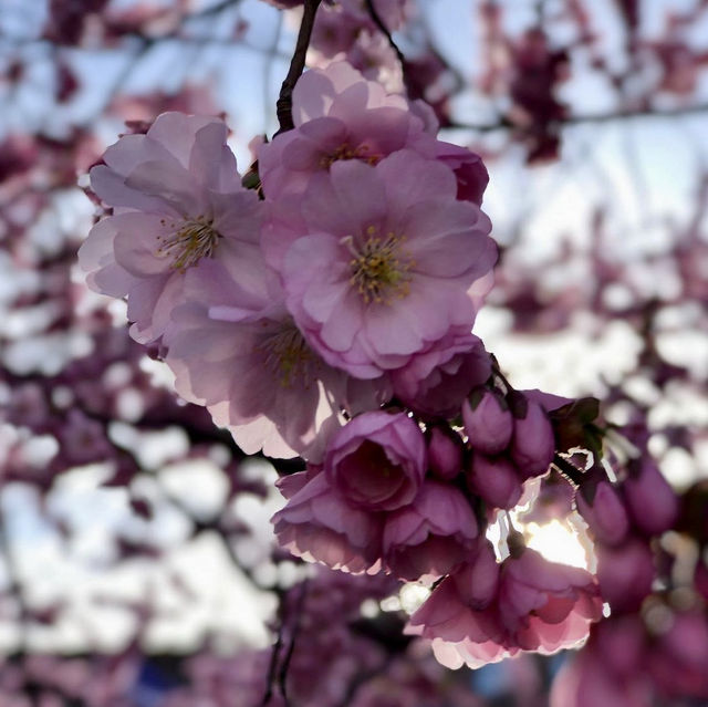 🌸 Japan's Cherry Blossom Varieties 🌸