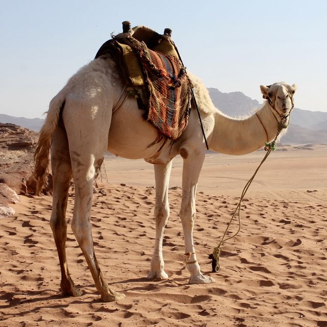 The Camels of Wadi Rum ⛺🐪