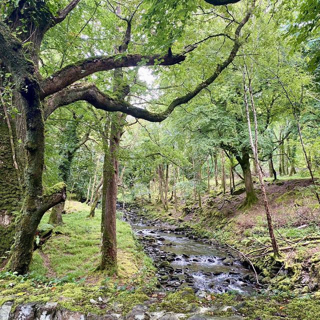Nature’s Splendor on the Muckross Lake Loop 🍃