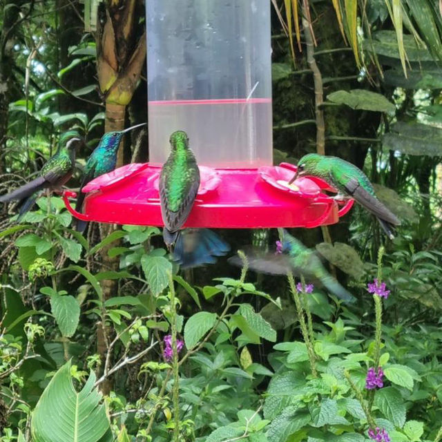 A walk through the cloud forest 