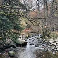 Nature’s Autumn Canvas: Motor Trip to Aira Force Waterfall