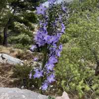Hiking in Hvar