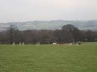 Grazing the land