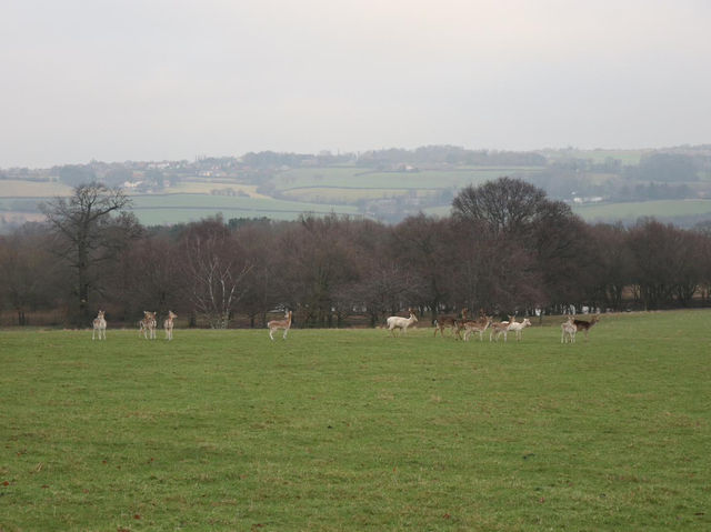 Grazing the land