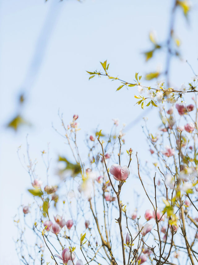 London in Bloom: A City Drenched in Spring Colors 🌺