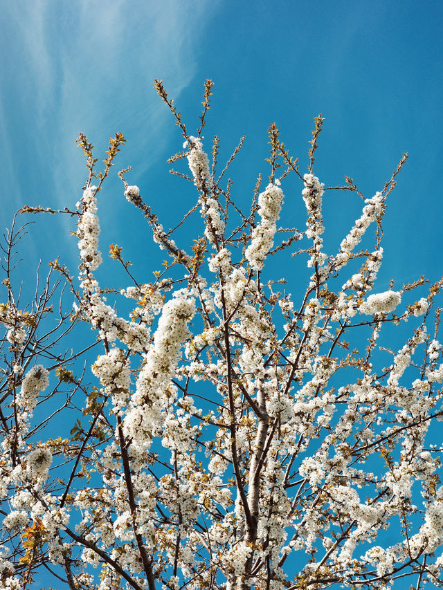 Spring in Southampton: The Perfect Time to Explore the Harbour City