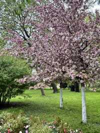 Blooming next to the Kremlin