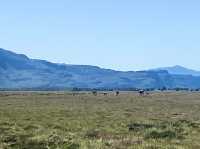 Wildlife + Wide-Open Patagonian Vibes