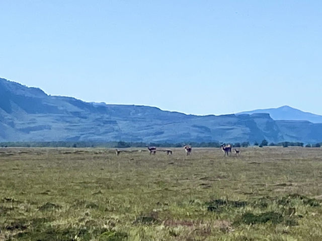 Wildlife + Wide-Open Patagonian Vibes