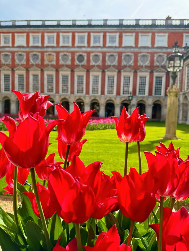 🌷 Hampton Court Palace in Bloom – The Best Time to Visit! 👑