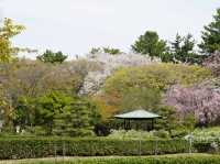 Nagoya Vibes: Castles, Cherry Blossoms, and Local Flavors