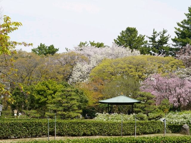 Nagoya Vibes: Castles, Cherry Blossoms, and Local Flavors
