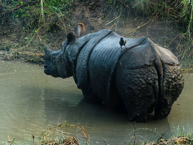 Into the Wild: Exploring Chitwan National Park, Nepal 