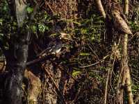 Into the Wild: Exploring Chitwan National Park, Nepal 