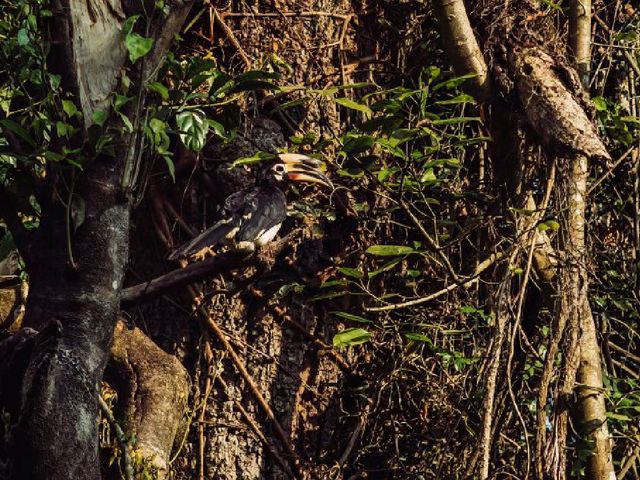 Into the Wild: Exploring Chitwan National Park, Nepal 