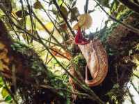 Step into a Fairytale: Exploring the Mossy Forest of Cameron Highlands