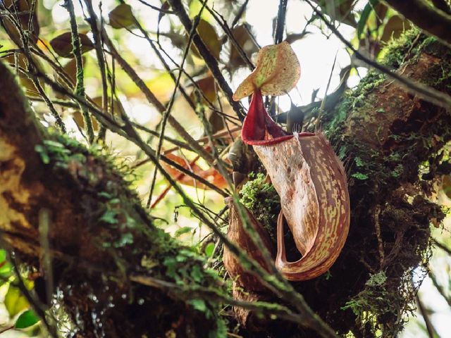 Step into a Fairytale: Exploring the Mossy Forest of Cameron Highlands