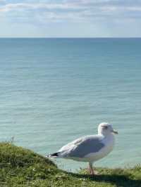 The Majestic White Cliffs: Nature’s Stunning Masterpiece