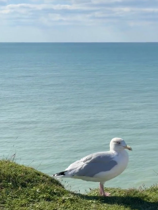The Majestic White Cliffs: Nature’s Stunning Masterpiece