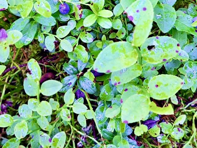芬蘭克西奧國家公園Nuuksion放空 芬蘭克西奧國家公園Nuuksion放空