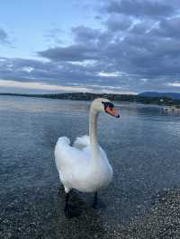 🌟 Geneva: A Gem by the Lake 🌈