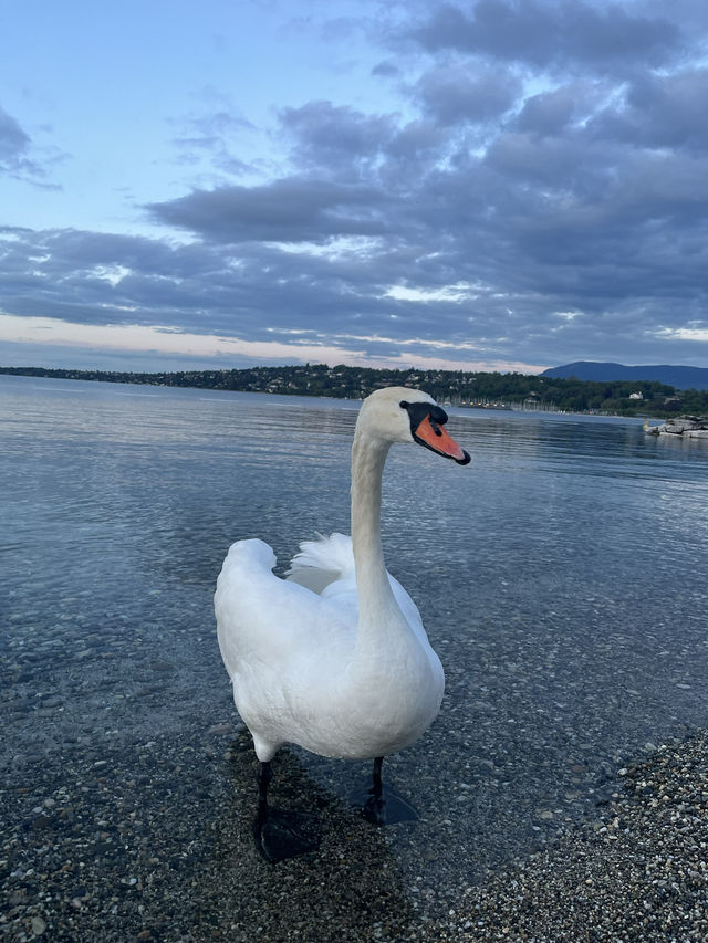 🌟 Geneva: A Gem by the Lake 🌈 🌟 Geneva: A Gem by the Lake 🌈