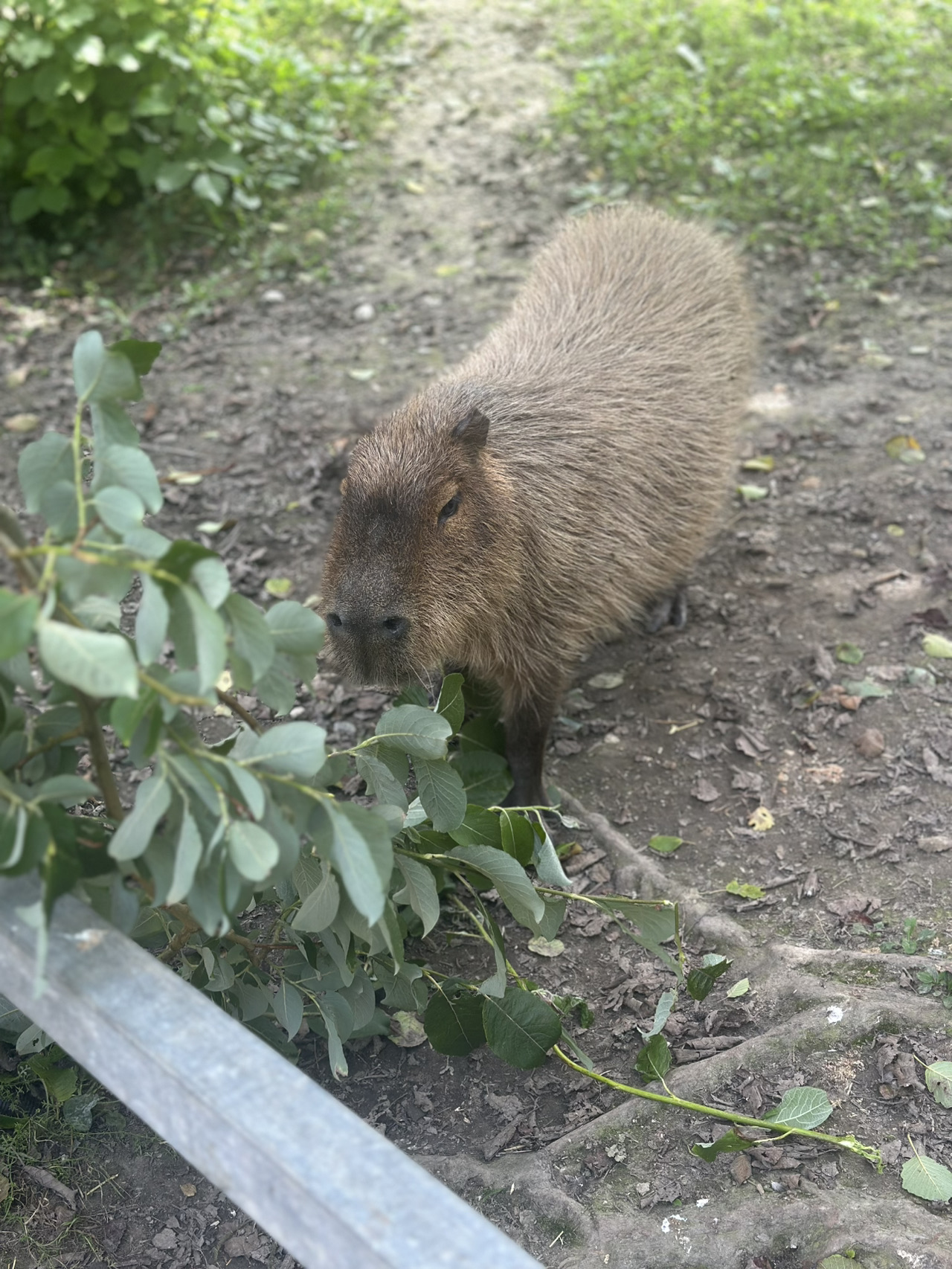 紐基動物園