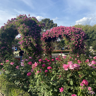 Tourists ALWAYS Miss This Photospot in Madrid! 🌹🇪🇸