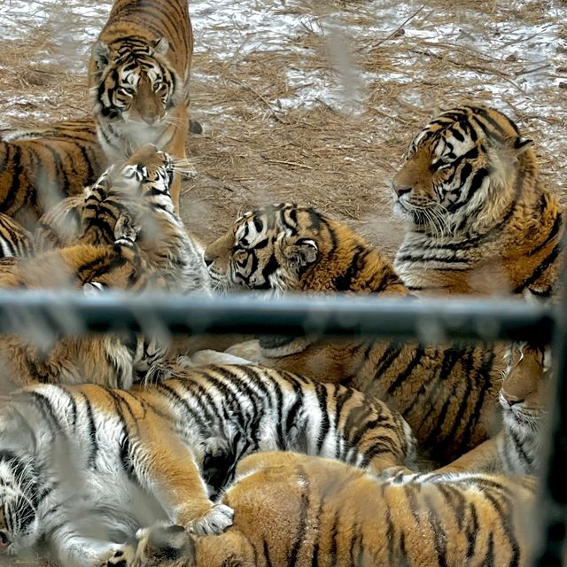 SIBERIAN TIGERS🐯 IN HARBIN 