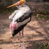 Animals of Chiang Mai Zoo