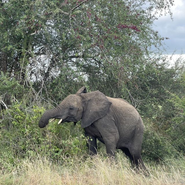 Kruger National Park